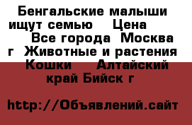 Бенгальские малыши ищут семью) › Цена ­ 5 500 - Все города, Москва г. Животные и растения » Кошки   . Алтайский край,Бийск г.